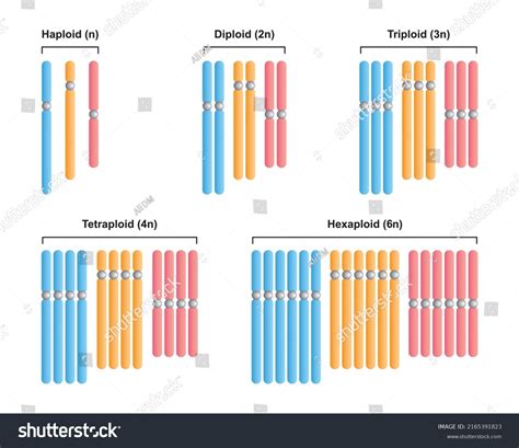 Scientific Designing Polyploidy Types Haploid N Stock Vector (Royalty ...