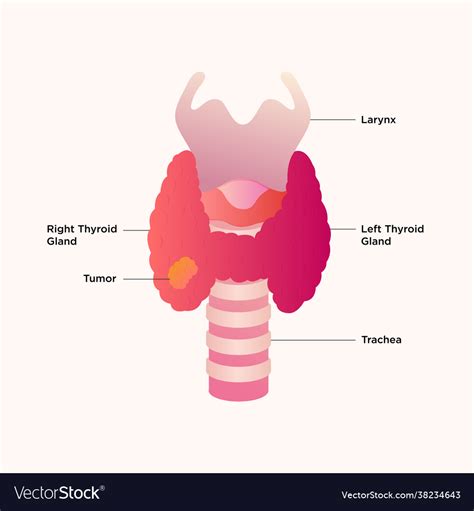 Thyroid Gland And Larynx Diagram Royalty Free Vector Image | sexiezpix ...