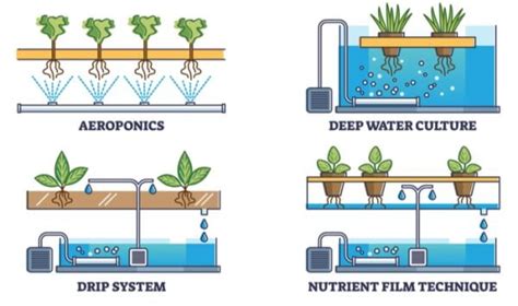 Hydroponics vs. Aeroponics: Which System is Better?