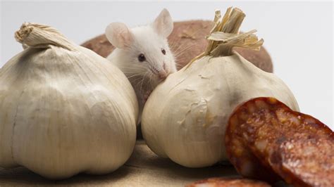 Keep Mice Away From Your Home With An Item You Already Have In The Kitchen