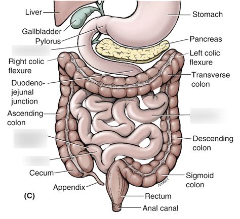 Small intestine Diagram | Quizlet