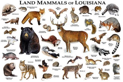 The state of Louisiana is home to many amazing mammals. On this poster ...