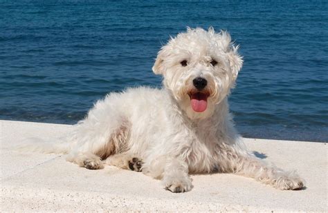 Westiepoo - West Highland Terrier Poodle Mix | PoodleHQ