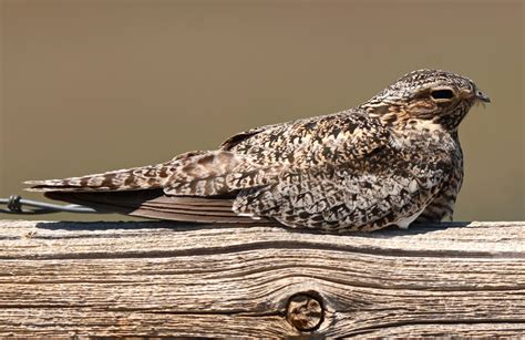 Common Nighthawk - Nature Canada