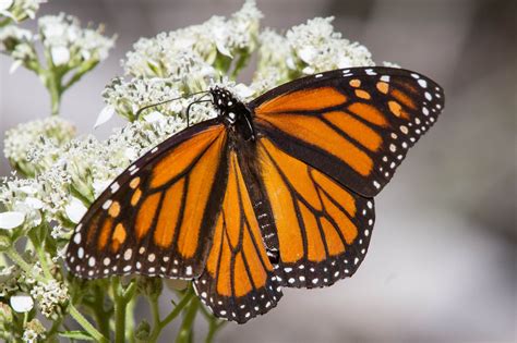 Austin, Texas Creates Habitat for the Declining Monarch Butterfly • The ...