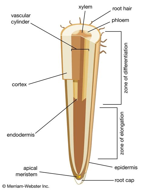 Meristematic Tissue In Plants Diagram