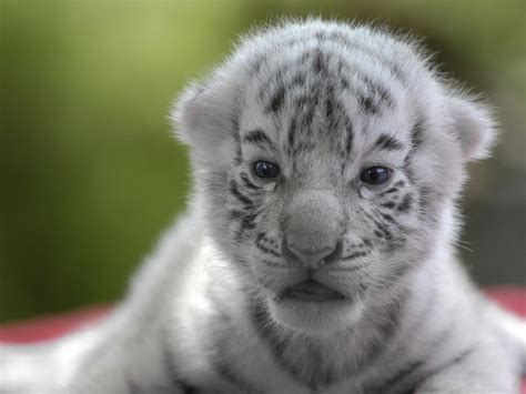 Newborn White Tiger Cubs