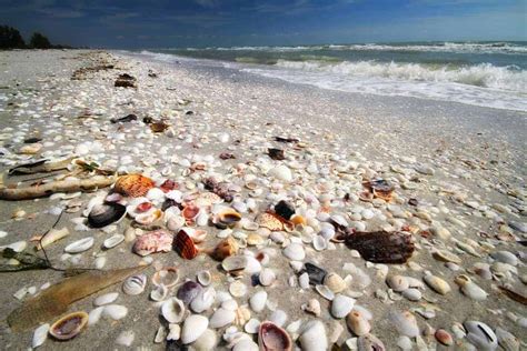 Guide To Wine Tasting & Shelling on Sanibel Island • Winetraveler