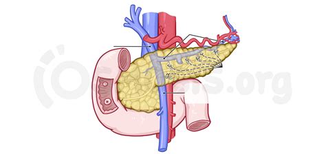 Anatomy of the abdominal viscera: Pancreas and spleen | Osmosis