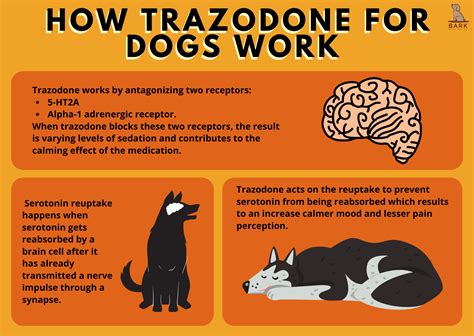 Trazodone For Dogs: Uses, Benefits, And Precautions For Dog Behavior ...