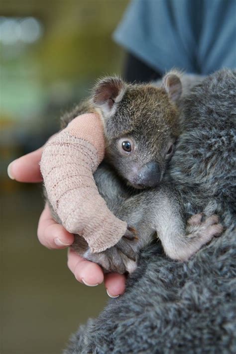 Rescue baby koala given the cutest little arm cast after falling from a ...