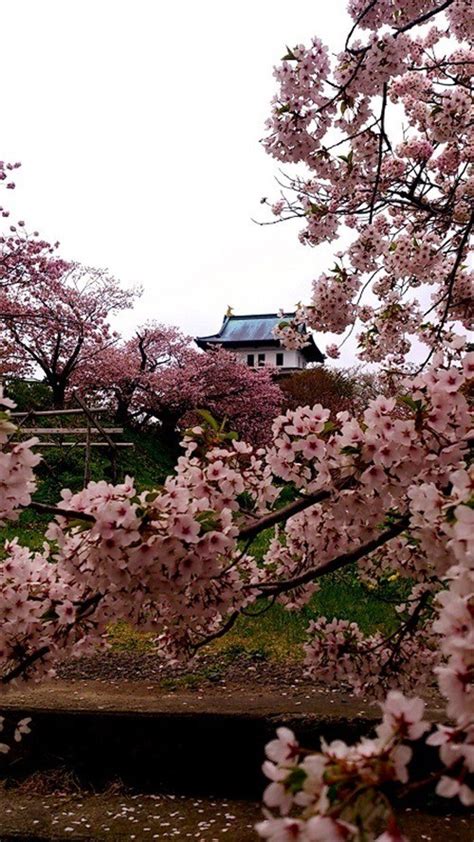 Hokkaido's Cherry Blossoms|Top 8 Cherry Blossom Spots Chosen by ...