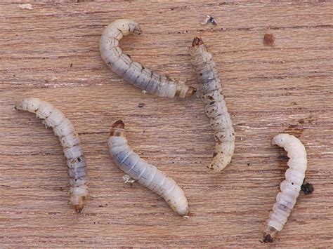 Wax Moth Larvae - Sydney's Best Pest Control