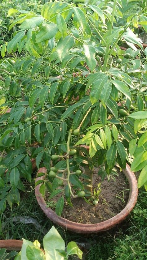 Green Amra Fruit Plant, For Fruits at Rs 80/piece in Deganga | ID ...