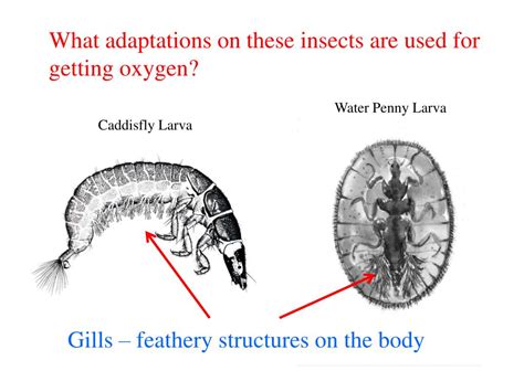 PPT - Adaptations PowerPoint Presentation, free download - ID:1970863