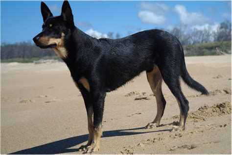 Australian Kelpie Info, Puppies, Mix, Temperament, Pictures