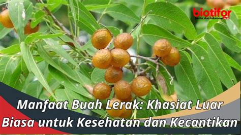 Manfaat Buah Lerak: Khasiat Luar Biasa untuk Kesehatan dan Kecantikan