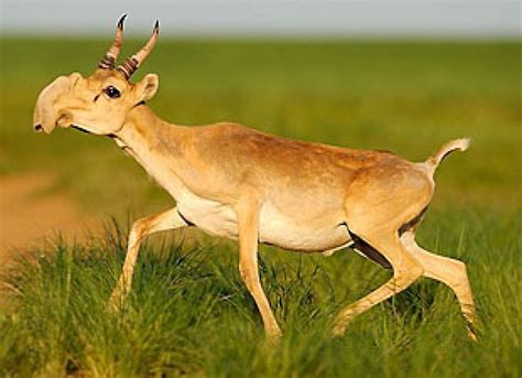 Chinese ‘Cooling Drinks’ May Contain Endangered Saiga Antelope Horns ...