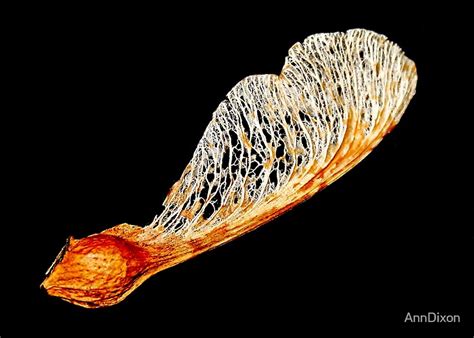 "Sycamore Seed Pod" by AnnDixon | Redbubble