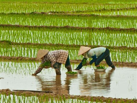 US rice farmers wary about Vietnam’s incursion into Mexican market ...