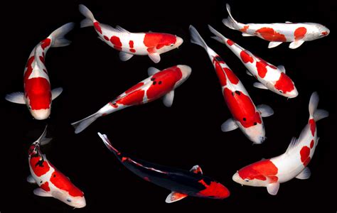 black koi carp Carp discovery scientists young fish kansas troubling ...