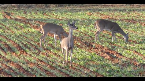 Awesome Rifle Shot on Big 8-Point Buck - Deer & Deer Hunting TV, Full ...