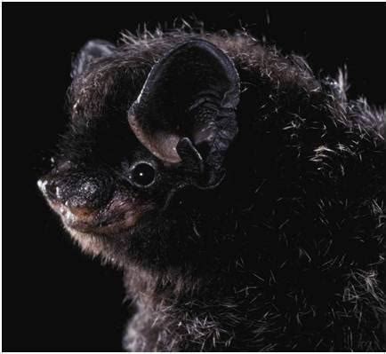 Silver-haired Bat (Lasionycteris noctivagans) | Encyclopedia of Puget Sound