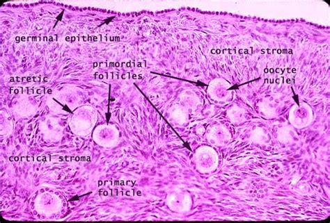 Ovarian Follicles Slide