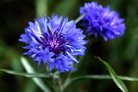 How to Grow Bachelor’s Button (Cornflower) | Gardener’s Path