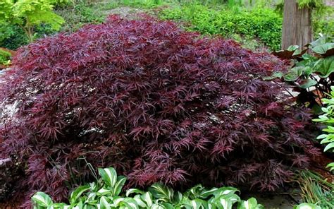 Buy Red Dragon Dwarf Japanese Maple Online From Wilson Bros Gardens