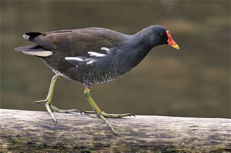 Common Moorhen (Waterhoentje) | Bird pictures, Swans art, Colorful birds