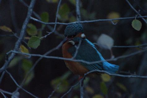 DSC_9371 | (Alcedo atthis) Fam.: Alcedinidae ENG.: Kingfishe… | Flickr