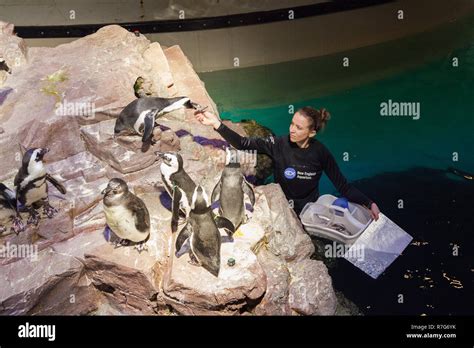 Feeding the penguins at New England Aquarium, Boston ,Massachusetts ...