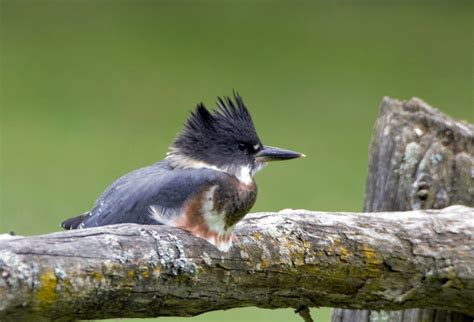 Birds In Georgia: 25 Amazing Species To Look Out For In This State