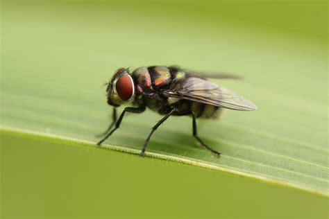 Tsetse Fly Volatile Pheromones Could Treat Diseases They Spread