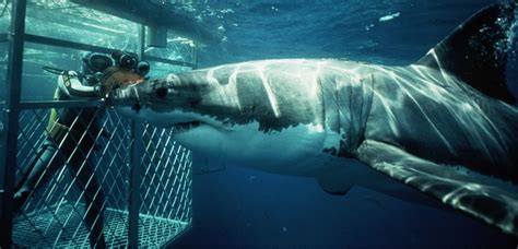 Shark Cage Diving Mossel Bay (Great Whites Shark Diving Packages ...