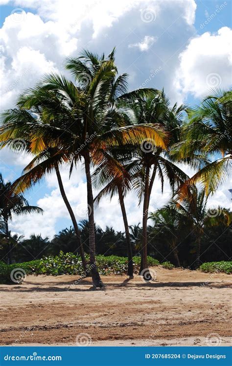 Palm Trees Along the Beach of Puerto Rico Stock Photo - Image of ...