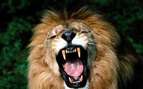 Lion Head Roaring Wallpapers - Wallpaper Cave