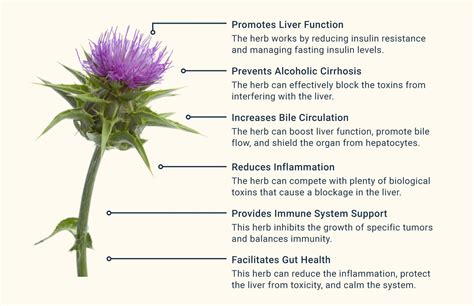 Health Benefits of Milk Thistle » The Nutraceutical Database