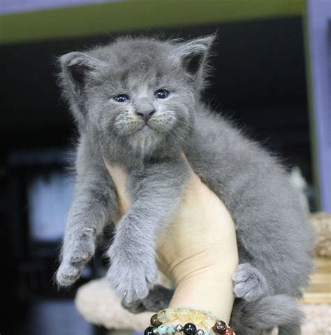 This Whole Litter Of 5 Maine Coon Kittens Was Born With Cute But Grumpy ...