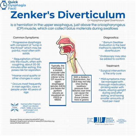 Zenker's Diverticulum | Dysphagia therapy, Dysphagia, Evidence based ...