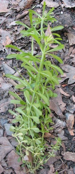 Sticky Weed Identification - Worst Weed Ever (well, almost ...