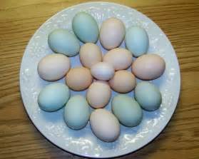 silkie eggs | Silkies, Bantam chickens, Chicken breeds