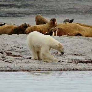 What Are the Predators of the Walrus? - Polar Guidebook