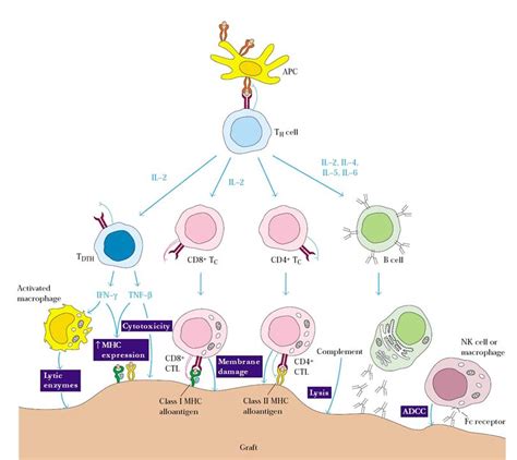 Graft rejection; Transplant Rejection