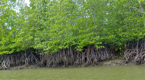 Mangrove Swamp Plants