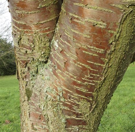 Cherry Tree Bark - Tree Guide UK - Cherry tree bark identification