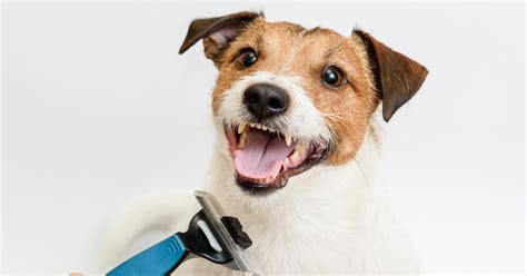 The 9 Best Dog Brushes For Shedding In 2022