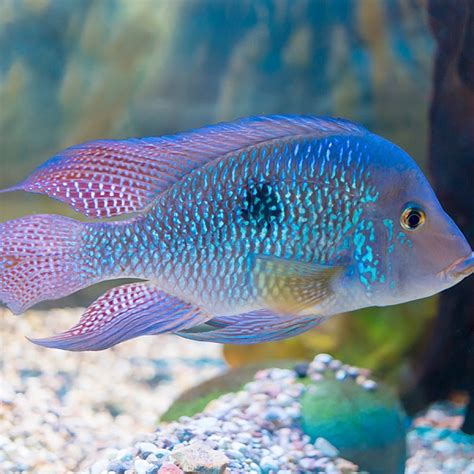 African Cichlids: Care, Food, Fish Tank, Types & Behavior (2019 Guide)