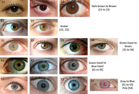 human eye colour chart by delpigeon eye color chart eye color chart ...